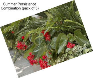 Summer Persistence Combination (pack of 3)