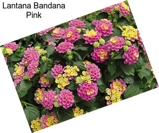 Lantana Bandana Pink