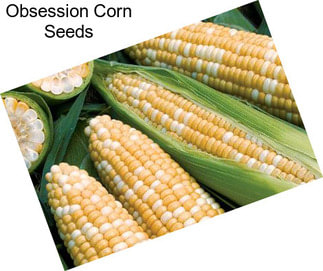 Obsession Corn Seeds