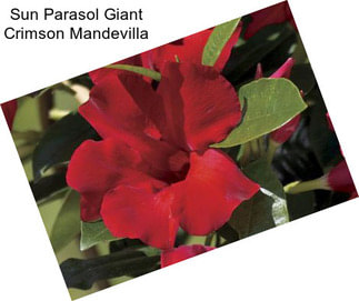 Sun Parasol Giant Crimson Mandevilla