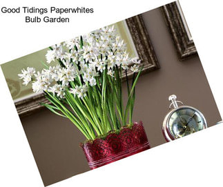 Good Tidings Paperwhites Bulb Garden