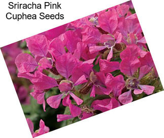 Sriracha Pink Cuphea Seeds