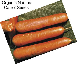 Organic Nantes Carrot Seeds