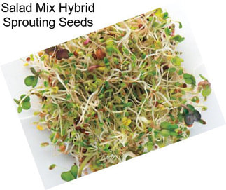 Salad Mix Hybrid Sprouting Seeds