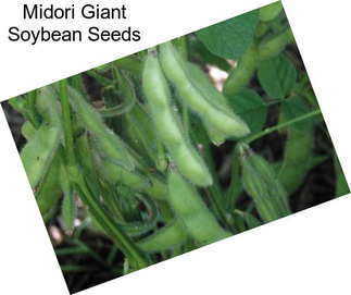 Midori Giant Soybean Seeds