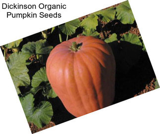 Dickinson Organic Pumpkin Seeds