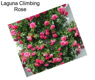 Laguna Climbing Rose