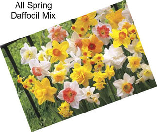 All Spring Daffodil Mix