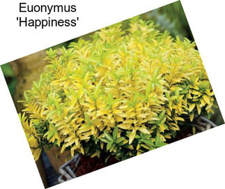 Euonymus \'Happiness\'