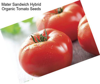 Mater Sandwich Hybrid Organic Tomato Seeds