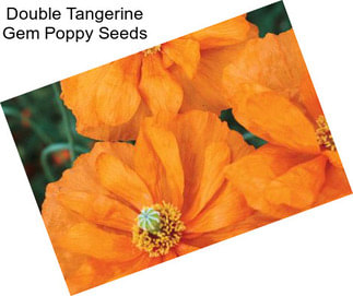 Double Tangerine Gem Poppy Seeds