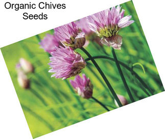Organic Chives Seeds