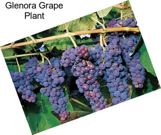 Glenora Grape Plant