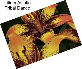 Lilium Asiatic Tribal Dance