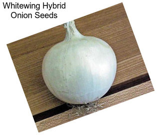 Whitewing Hybrid Onion Seeds