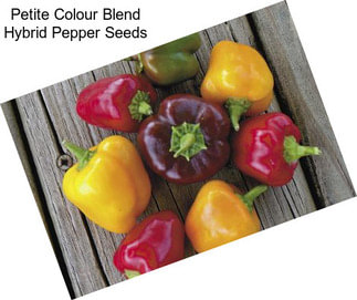 Petite Colour Blend Hybrid Pepper Seeds