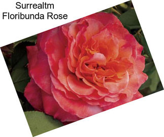 Surrealtm Floribunda Rose