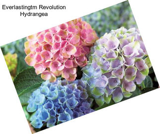 Everlastingtm Revolution Hydrangea