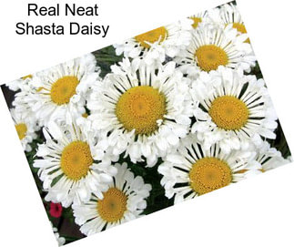 Real Neat Shasta Daisy