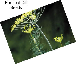 Fernleaf Dill Seeds