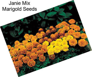 Janie Mix Marigold Seeds