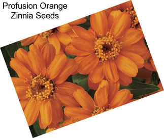 Profusion Orange Zinnia Seeds