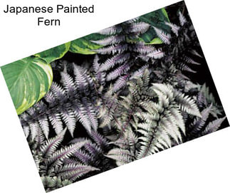 Japanese Painted Fern