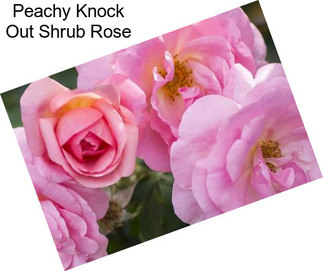 Peachy Knock Out Shrub Rose