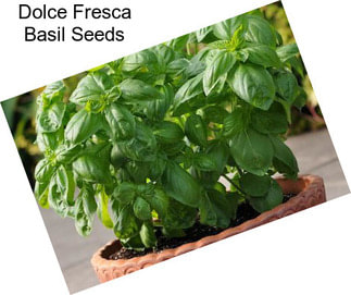 Dolce Fresca Basil Seeds