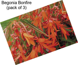 Begonia Bonfire (pack of 3)