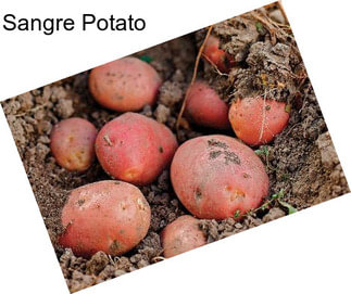 Sangre Potato