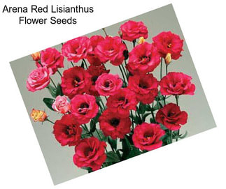 Arena Red Lisianthus Flower Seeds