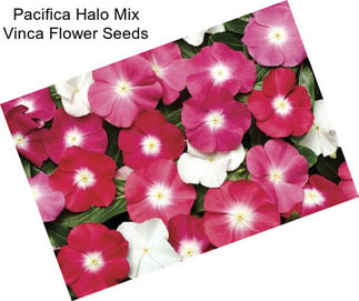 Pacifica Halo Mix Vinca Flower Seeds
