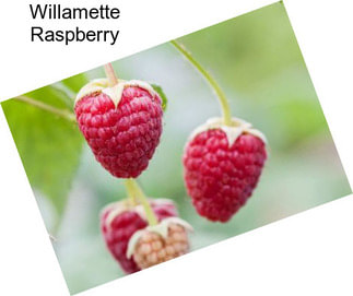 Willamette Raspberry