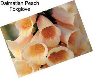Dalmatian Peach Foxglove
