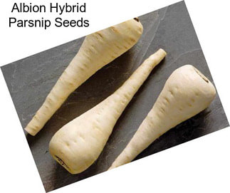 Albion Hybrid Parsnip Seeds
