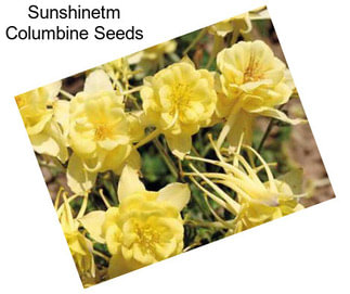 Sunshinetm Columbine Seeds