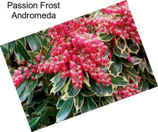 Passion Frost Andromeda