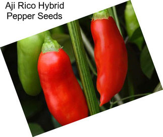 Aji Rico Hybrid Pepper Seeds