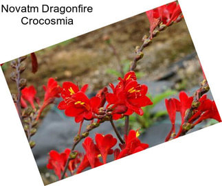 Novatm Dragonfire Crocosmia