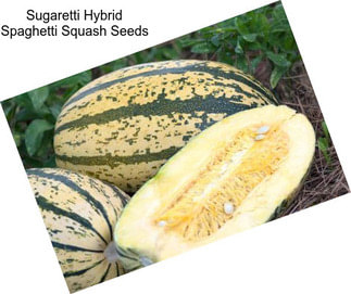 Sugaretti Hybrid Spaghetti Squash Seeds