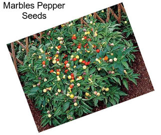 Marbles Pepper Seeds