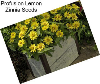 Profusion Lemon Zinnia Seeds