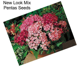 New Look Mix Pentas Seeds