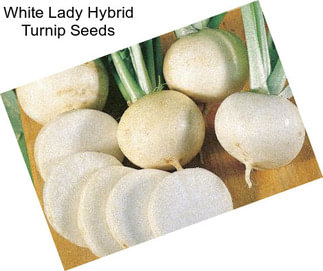 White Lady Hybrid Turnip Seeds