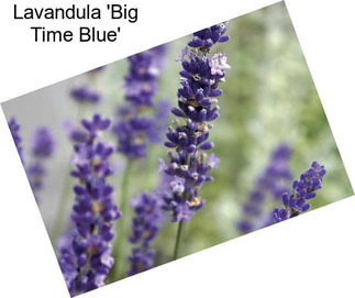 Lavandula \'Big Time Blue\'