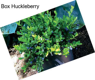 Box Huckleberry