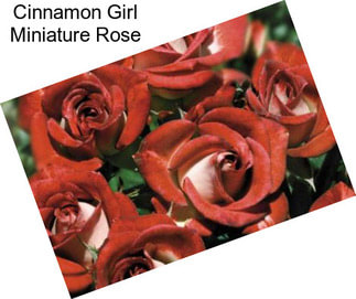 Cinnamon Girl Miniature Rose