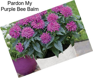 Pardon My Purple Bee Balm