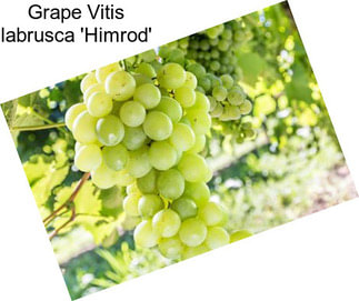 Grape Vitis labrusca \'Himrod\'